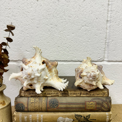 Pair of Ramose Murex Snail Seashells