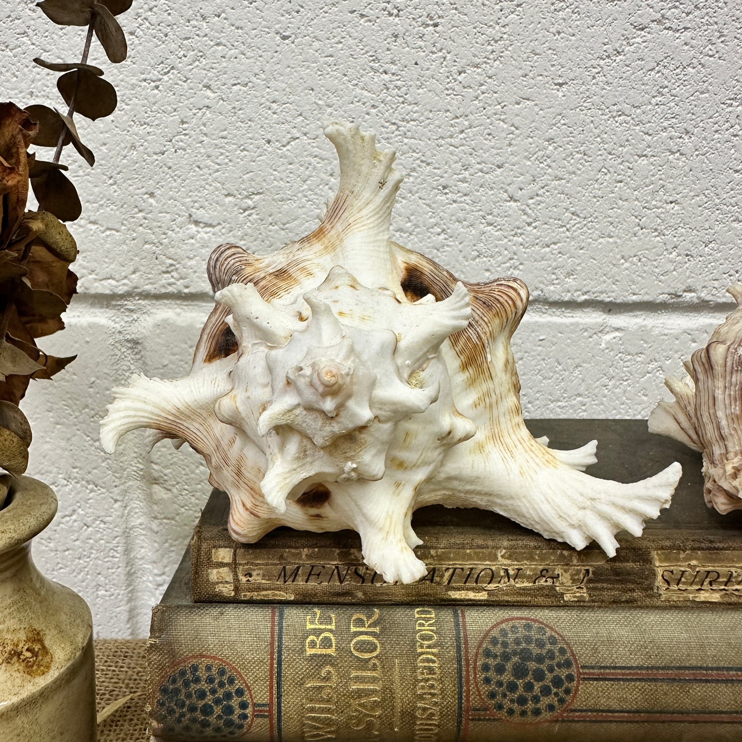 Pair of Ramose Murex Snail Seashells