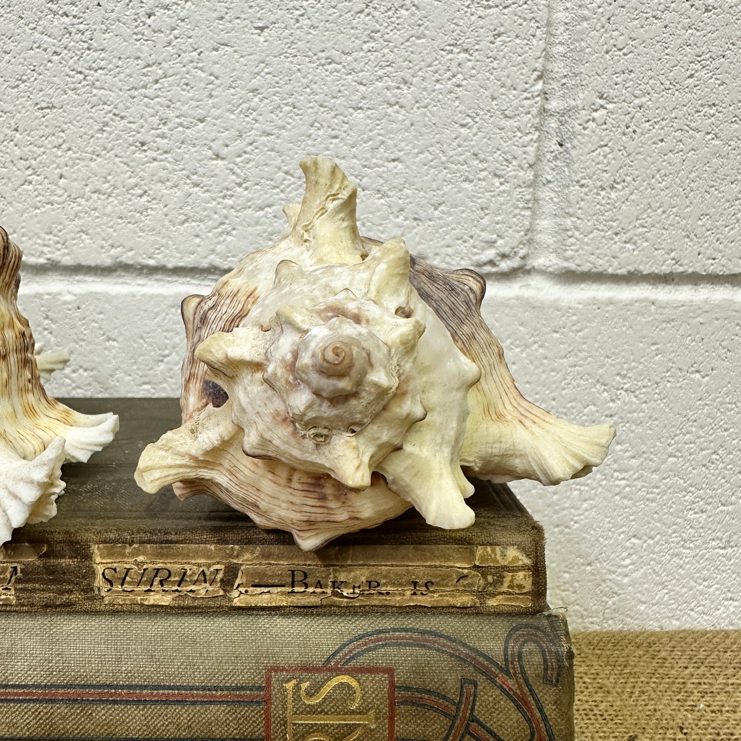Pair of Ramose Murex Snail Seashells