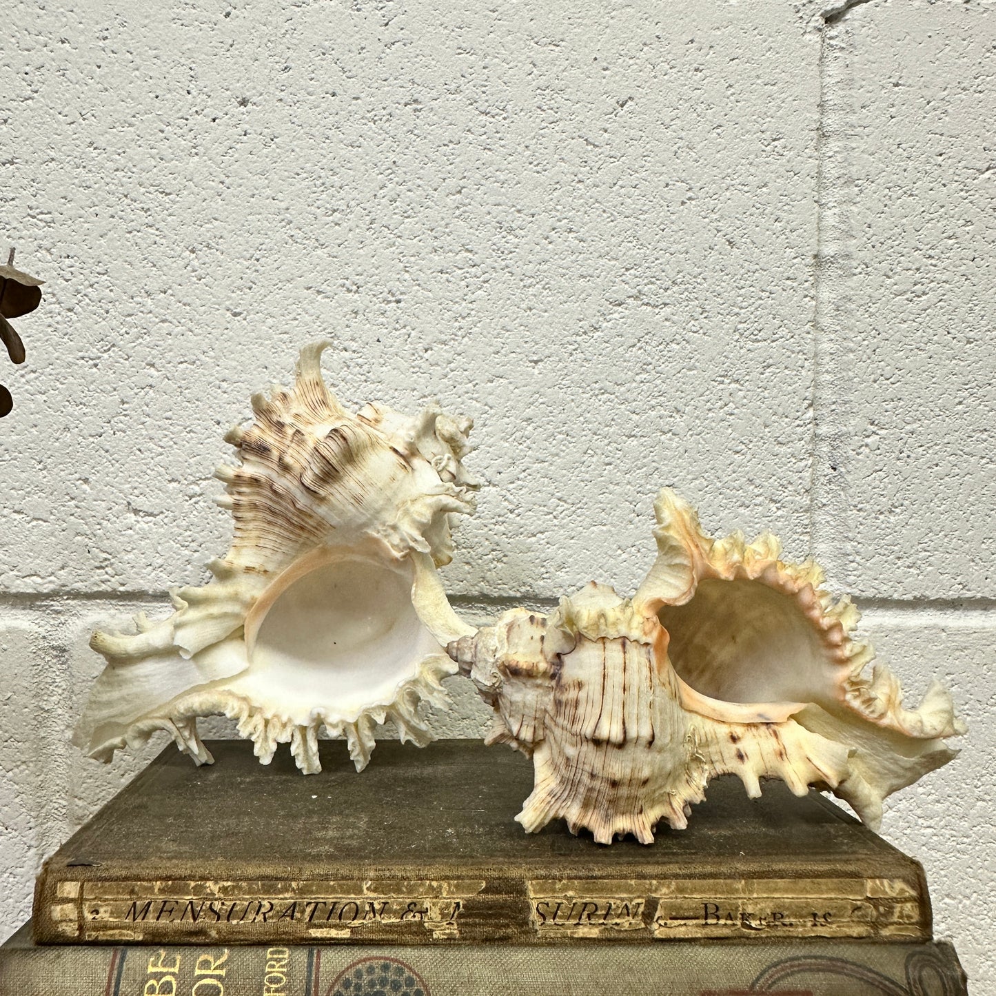 Pair of Ramose Murex Snail Seashells