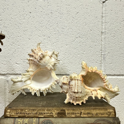 Pair of Ramose Murex Snail Seashells
