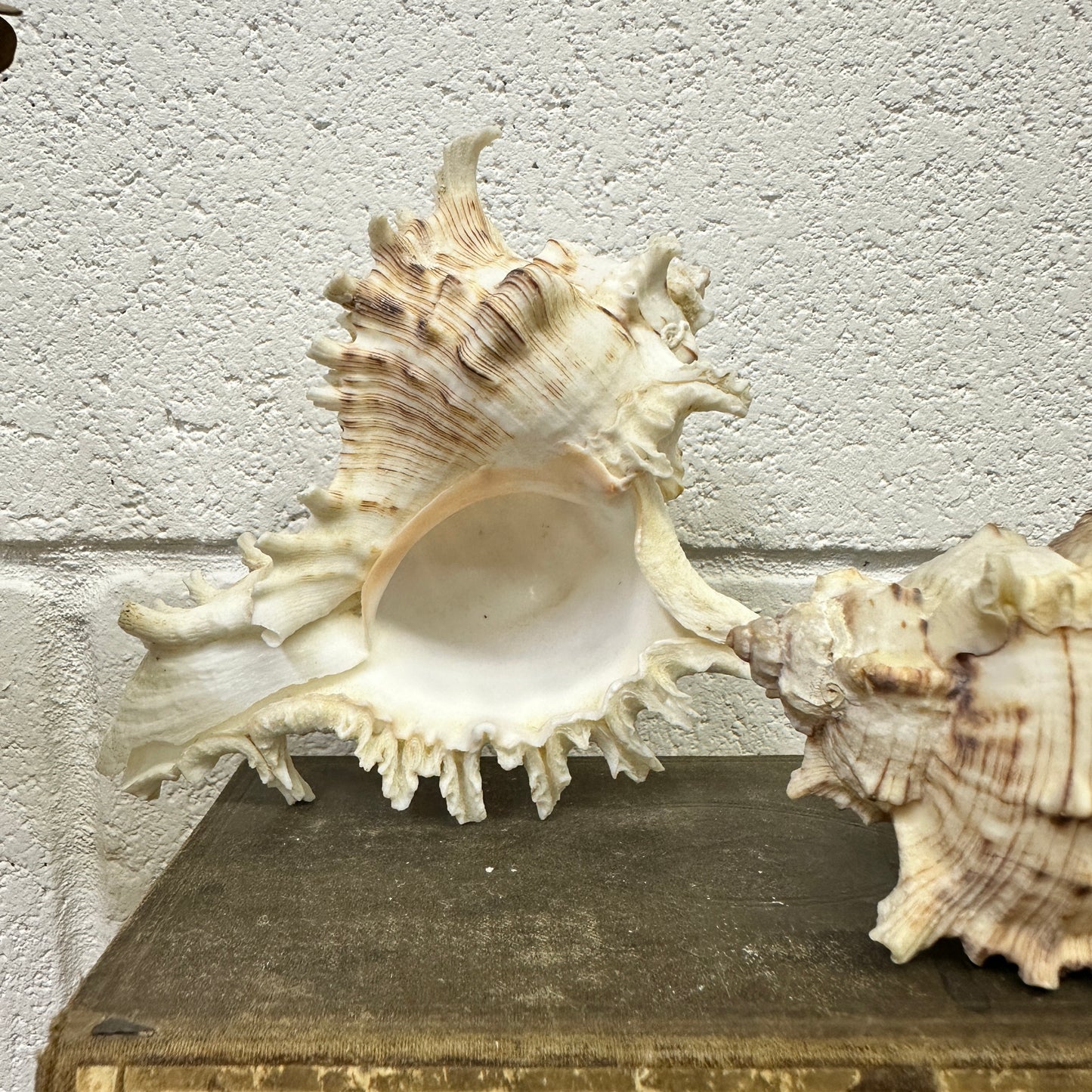 Pair of Ramose Murex Snail Seashells