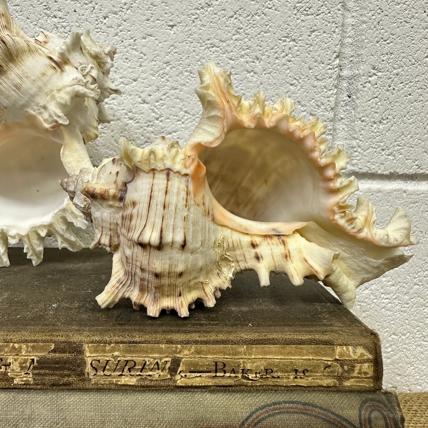 Pair of Ramose Murex Snail Seashells