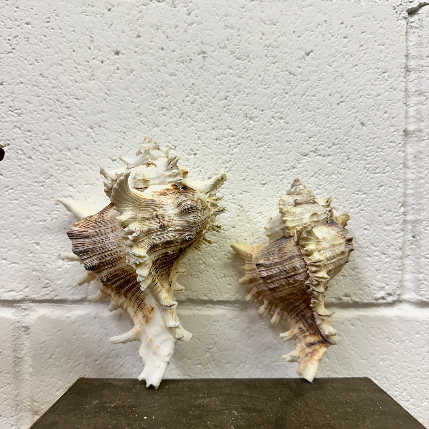 Pair of Ramose Murex Snail Seashells