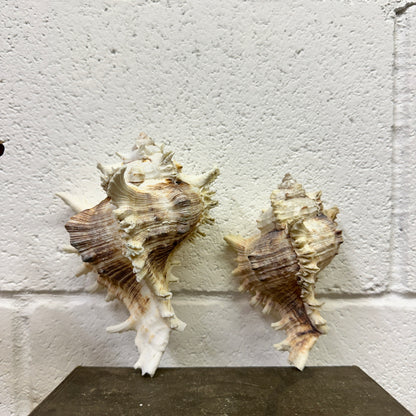 Pair of Ramose Murex Snail Seashells