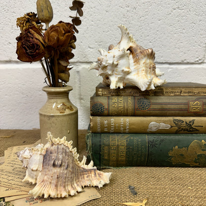 Pair of Ramose Murex Snail Seashells