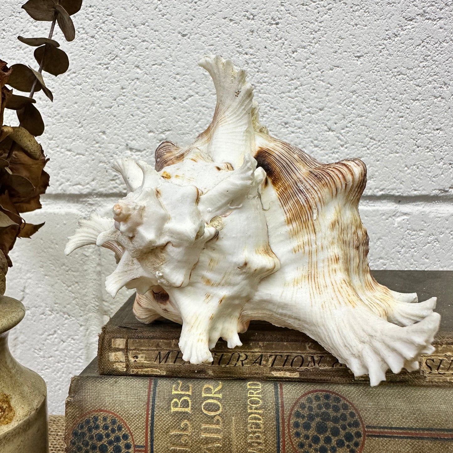 Pair of Ramose Murex Snail Seashells