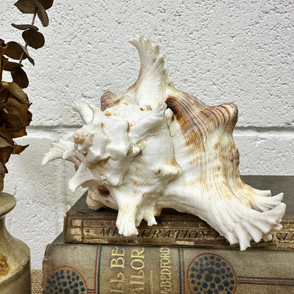 Pair of Ramose Murex Snail Seashells