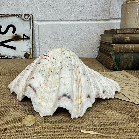 Large Clam Tridacna Squamosa Seashell