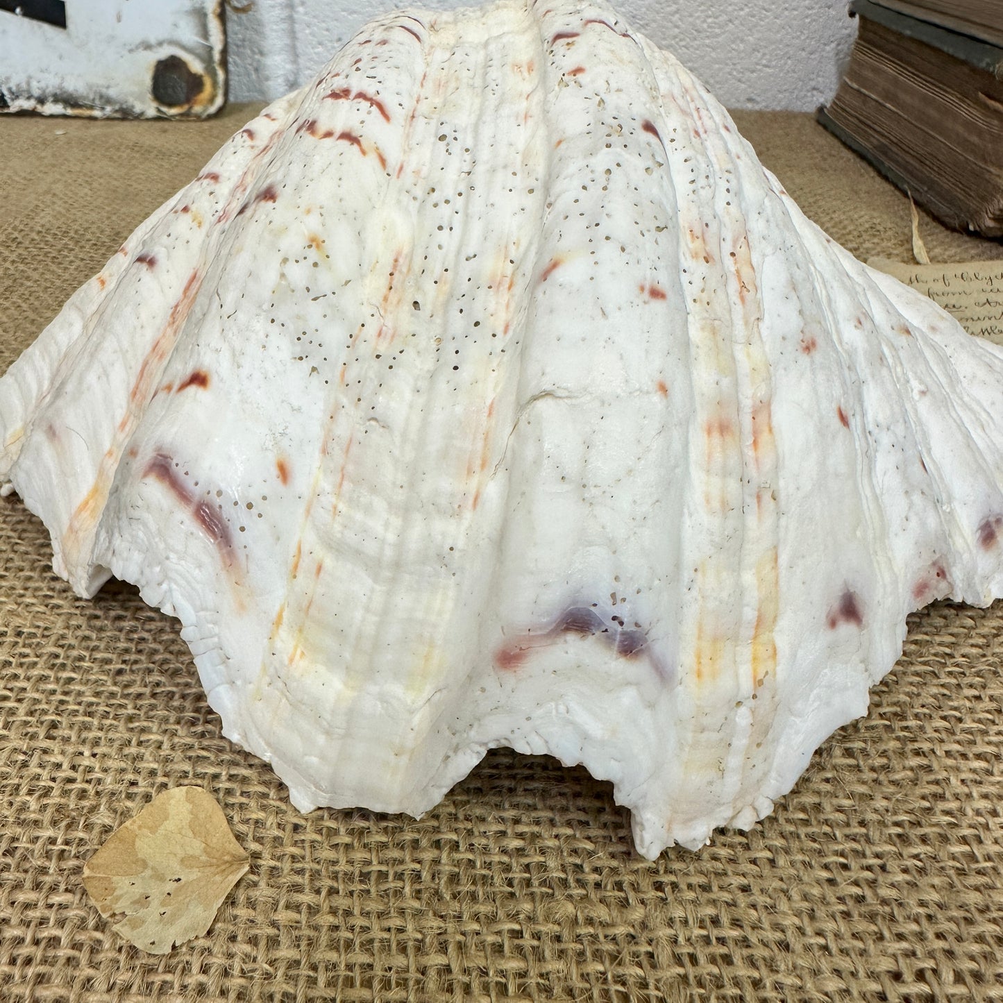 Large Clam Tridacna Squamosa Seashell