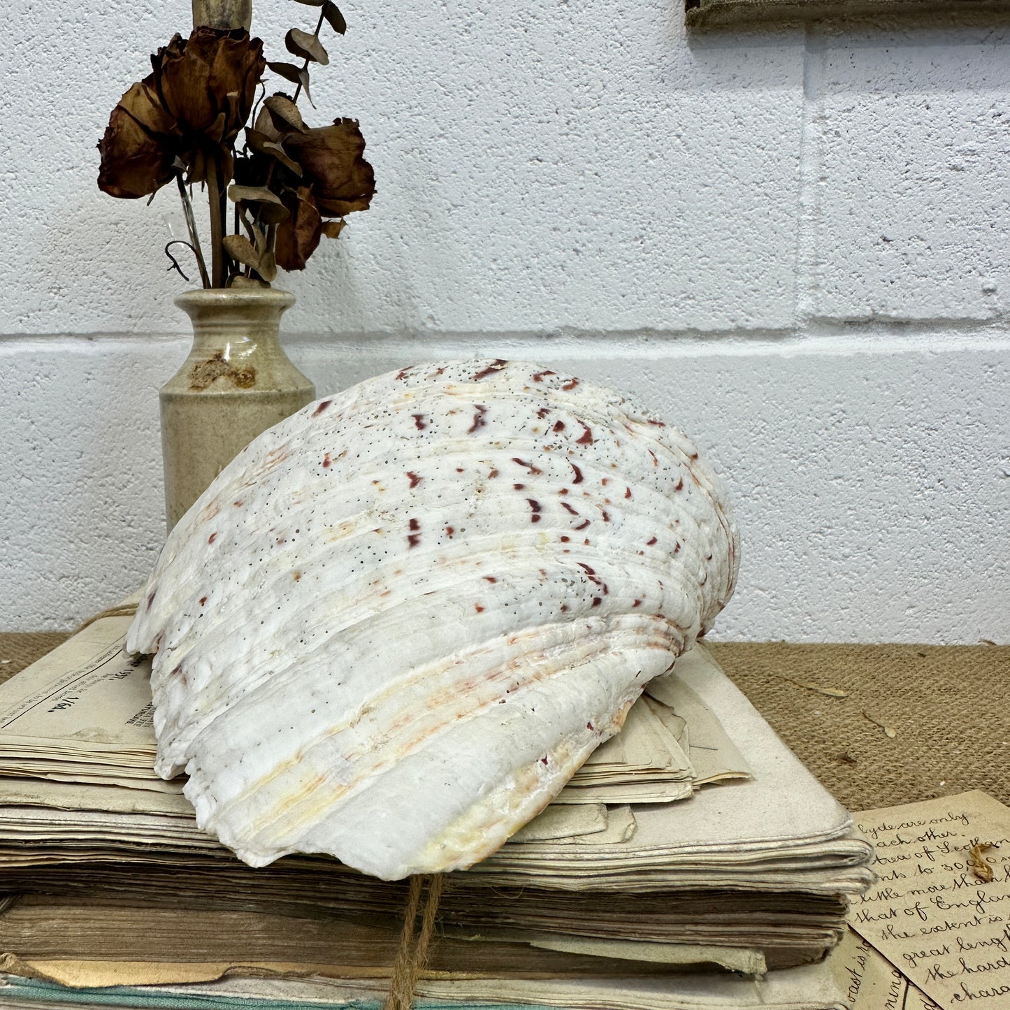 Large Clam Tridacna Squamosa Seashell