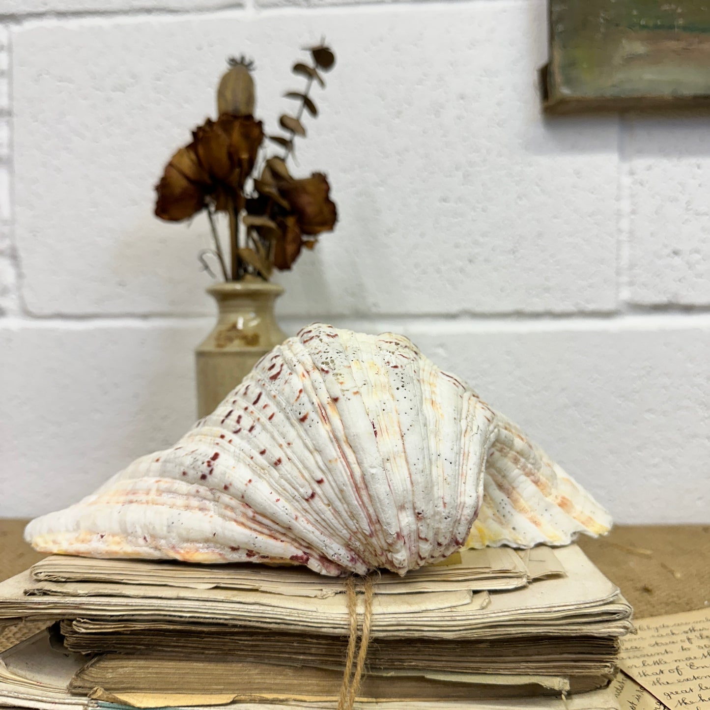 Large Clam Tridacna Squamosa Seashell