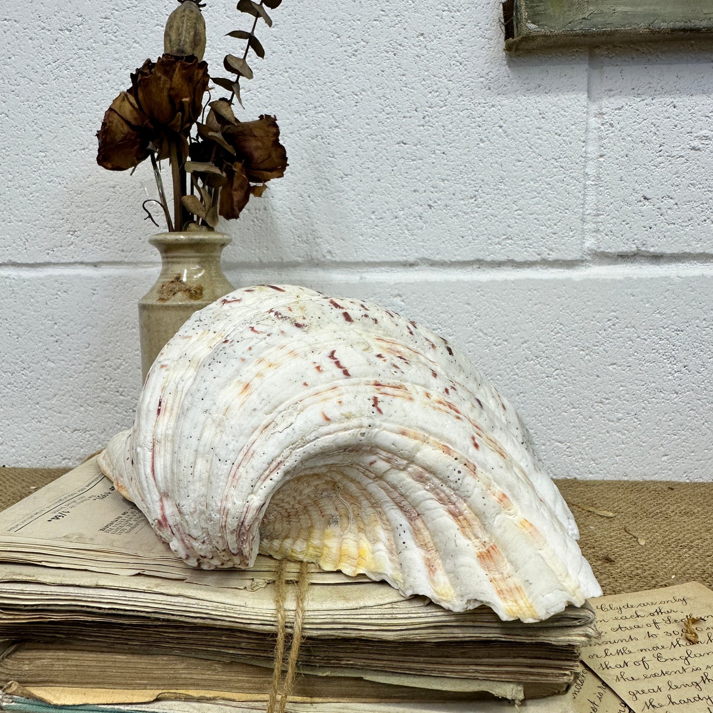 Large Clam Tridacna Squamosa Seashell