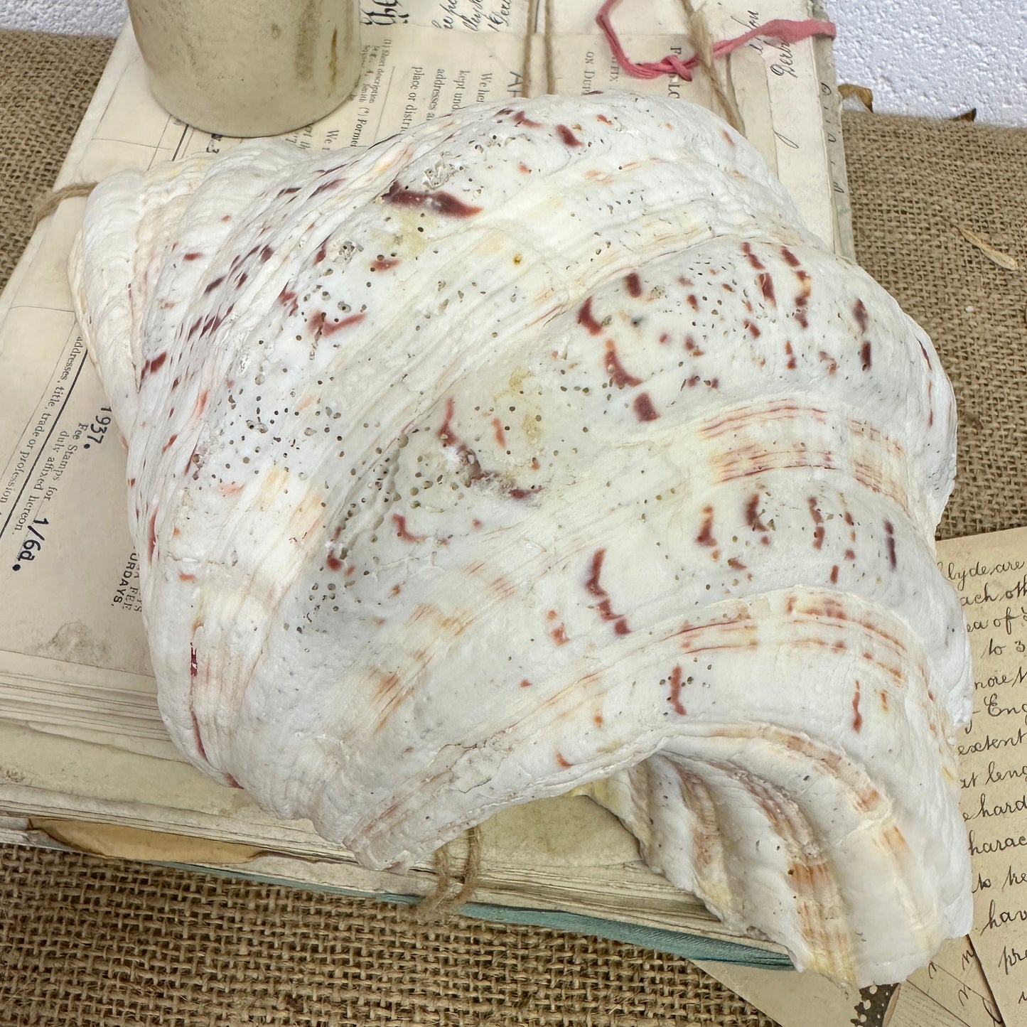 Large Clam Tridacna Squamosa Seashell