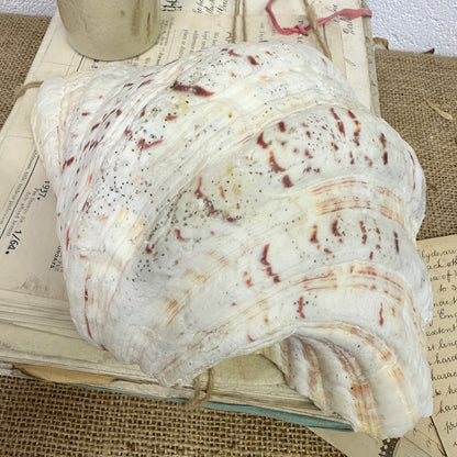 Large Clam Tridacna Squamosa Seashell