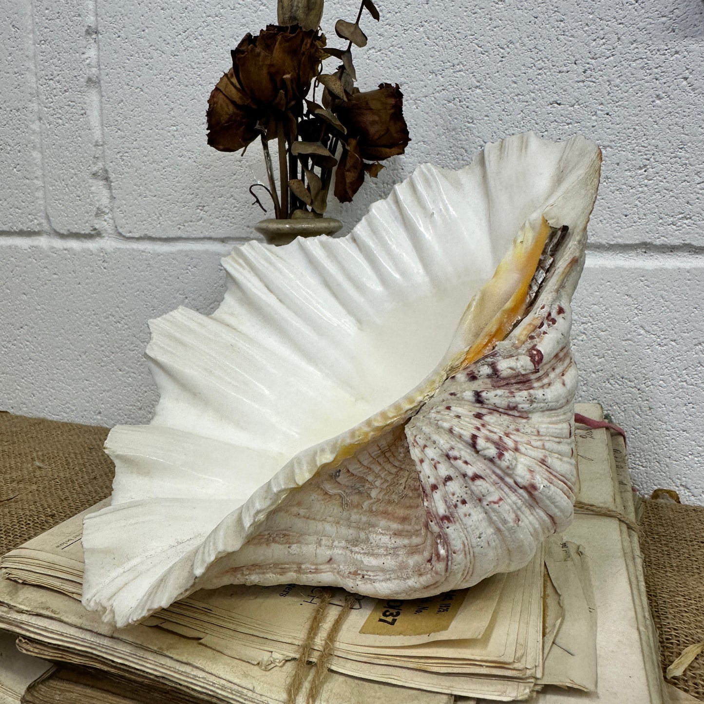 Large Clam Tridacna Squamosa Seashell