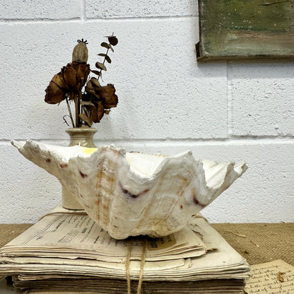 Large Clam Tridacna Squamosa Seashell