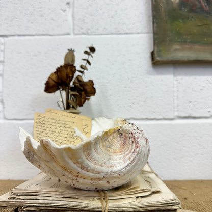 Large Clam Tridacna Squamosa Seashell