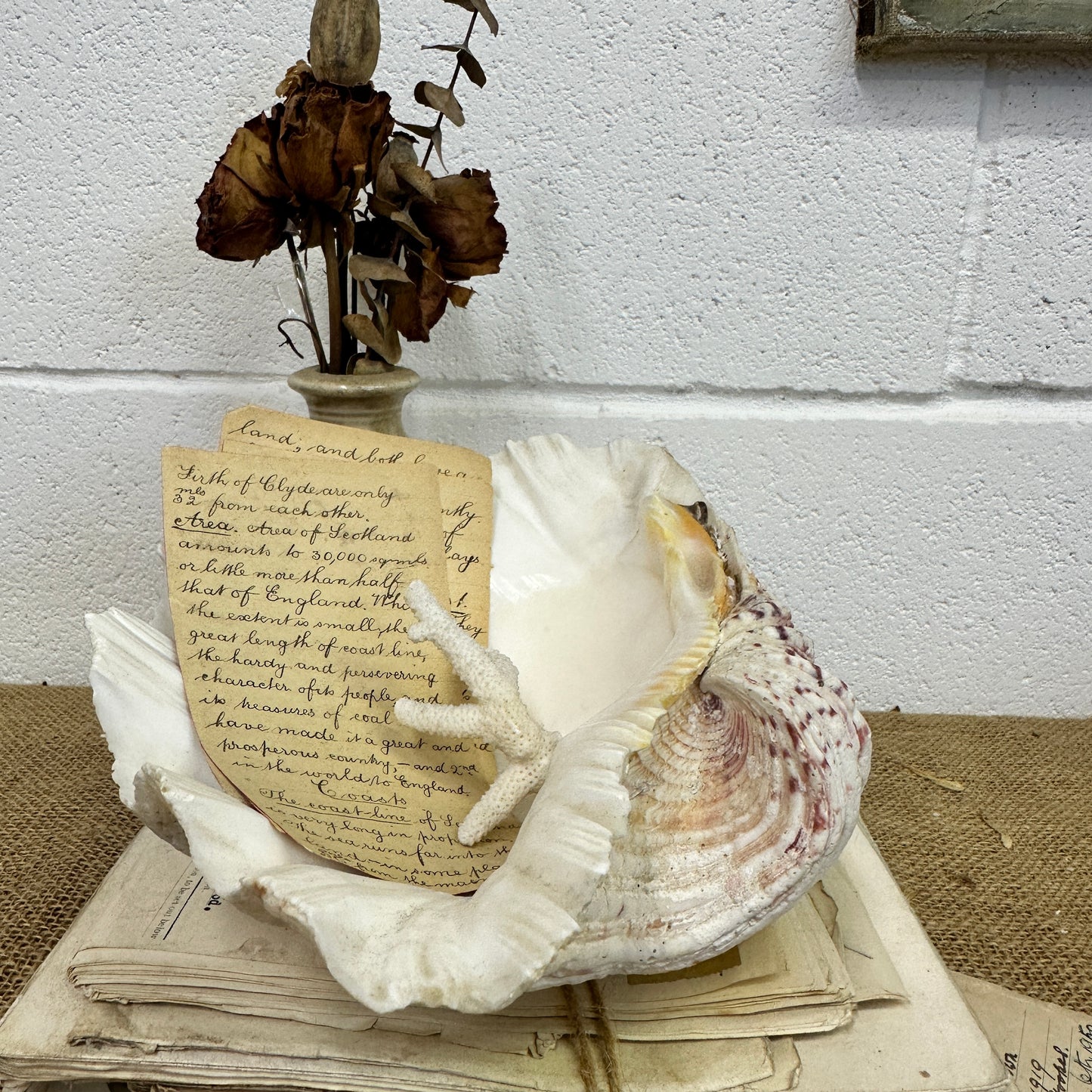 Large Clam Tridacna Squamosa Seashell