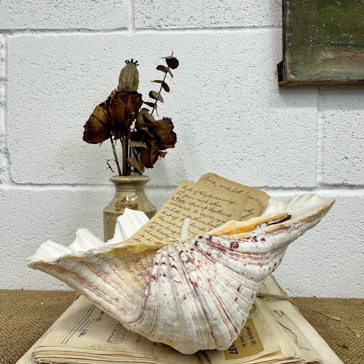 Large Clam Tridacna Squamosa Seashell