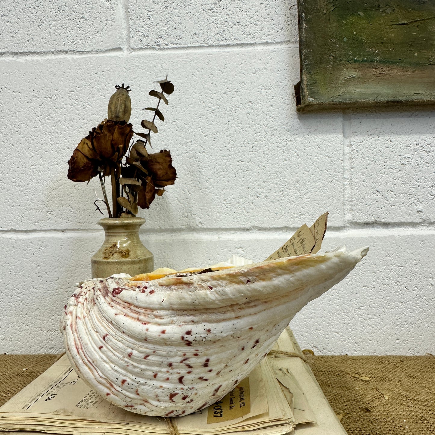 Large Clam Tridacna Squamosa Seashell