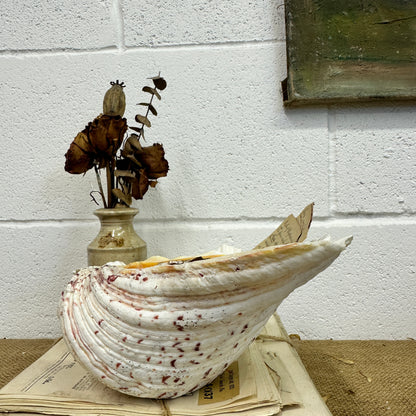 Large Clam Tridacna Squamosa Seashell