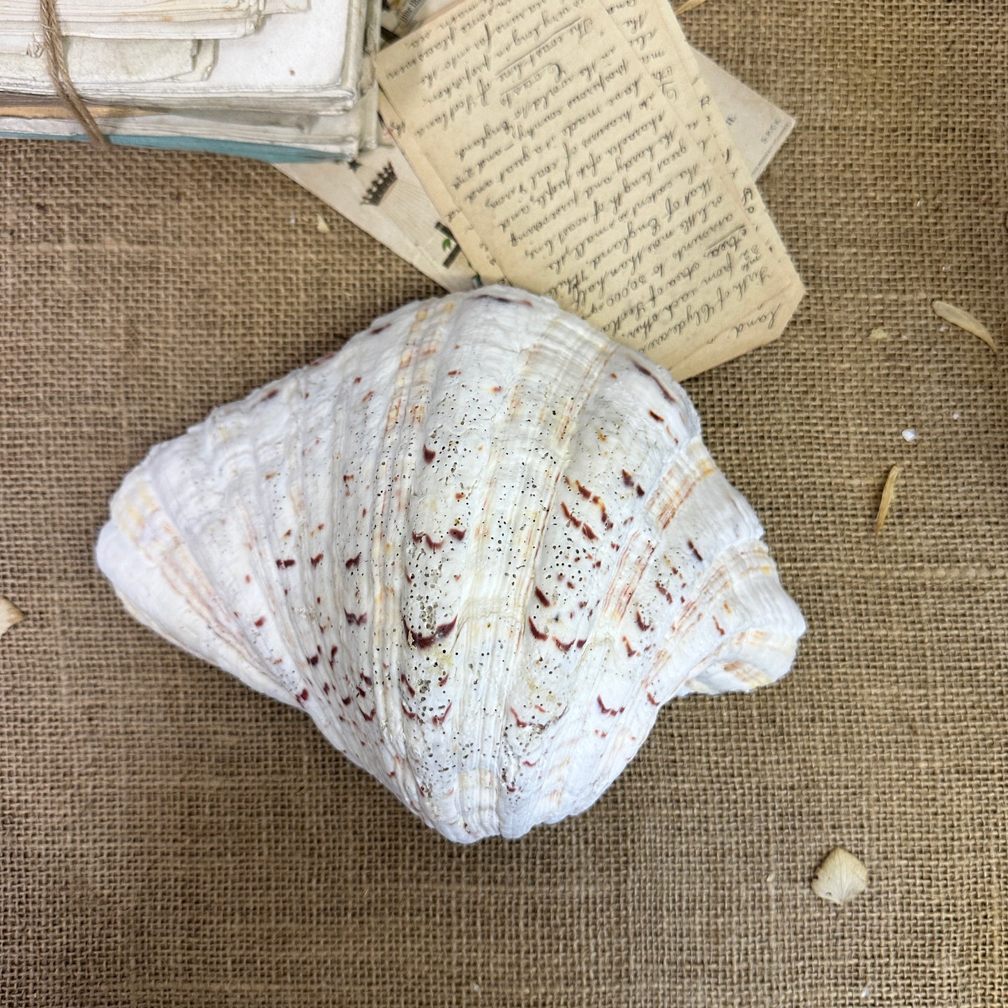 Large Clam Tridacna Squamosa Seashell