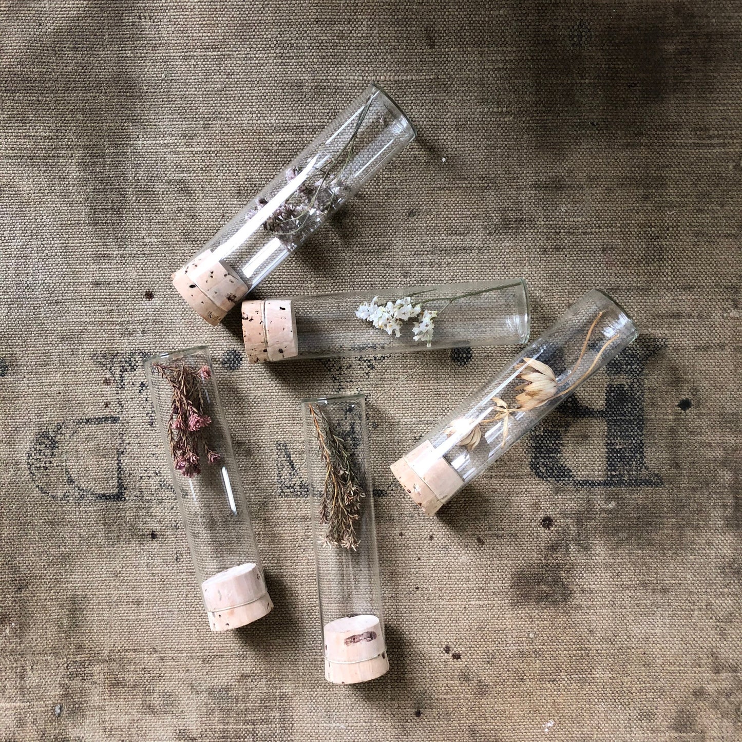 Dried Flower Specimens in Glass Bottles