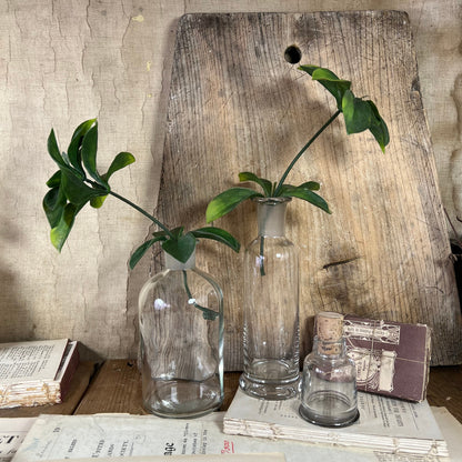 Trio of Vintage Glass Apothecary Chemist Laboratory Bottle - Propagating Bottle, Vase