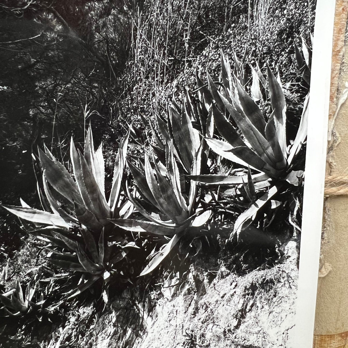 Armature Botanical Black & White Floral Photograph Cica 1950 - The Blind Mole