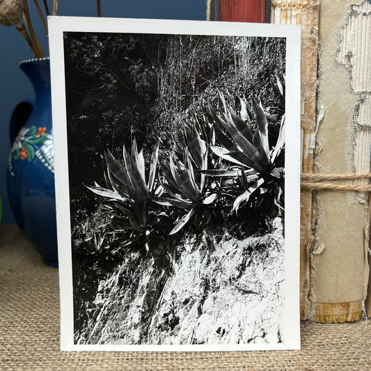 Armature Botanical Black & White Floral Photograph Cica 1950