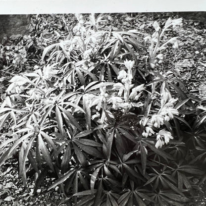 Pair of Armature Botanical Black & White Specimen Photograph Cica 1950 - The Blind Mole