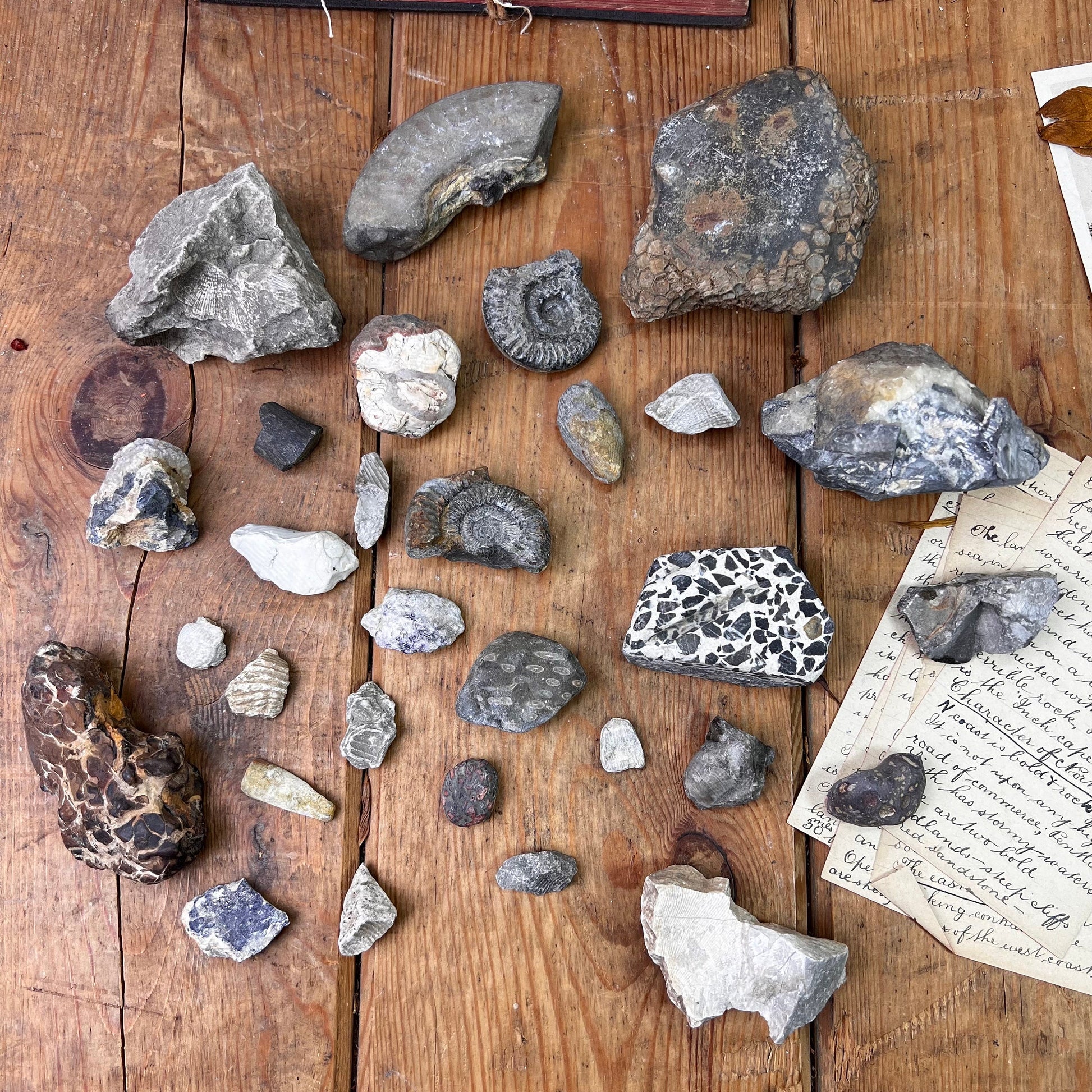 Antique Rocks & Fossil Private Collection Specimen Curiosity