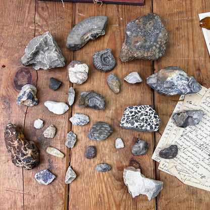 Antique Rocks & Fossil Private Collection Specimen Curiosity