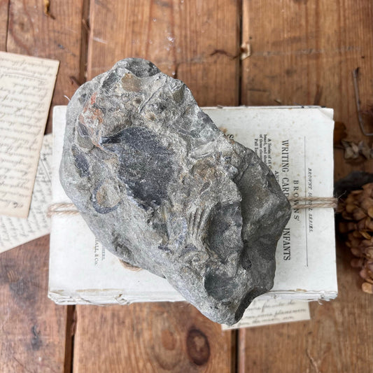 Large Antique Fossil Specimen