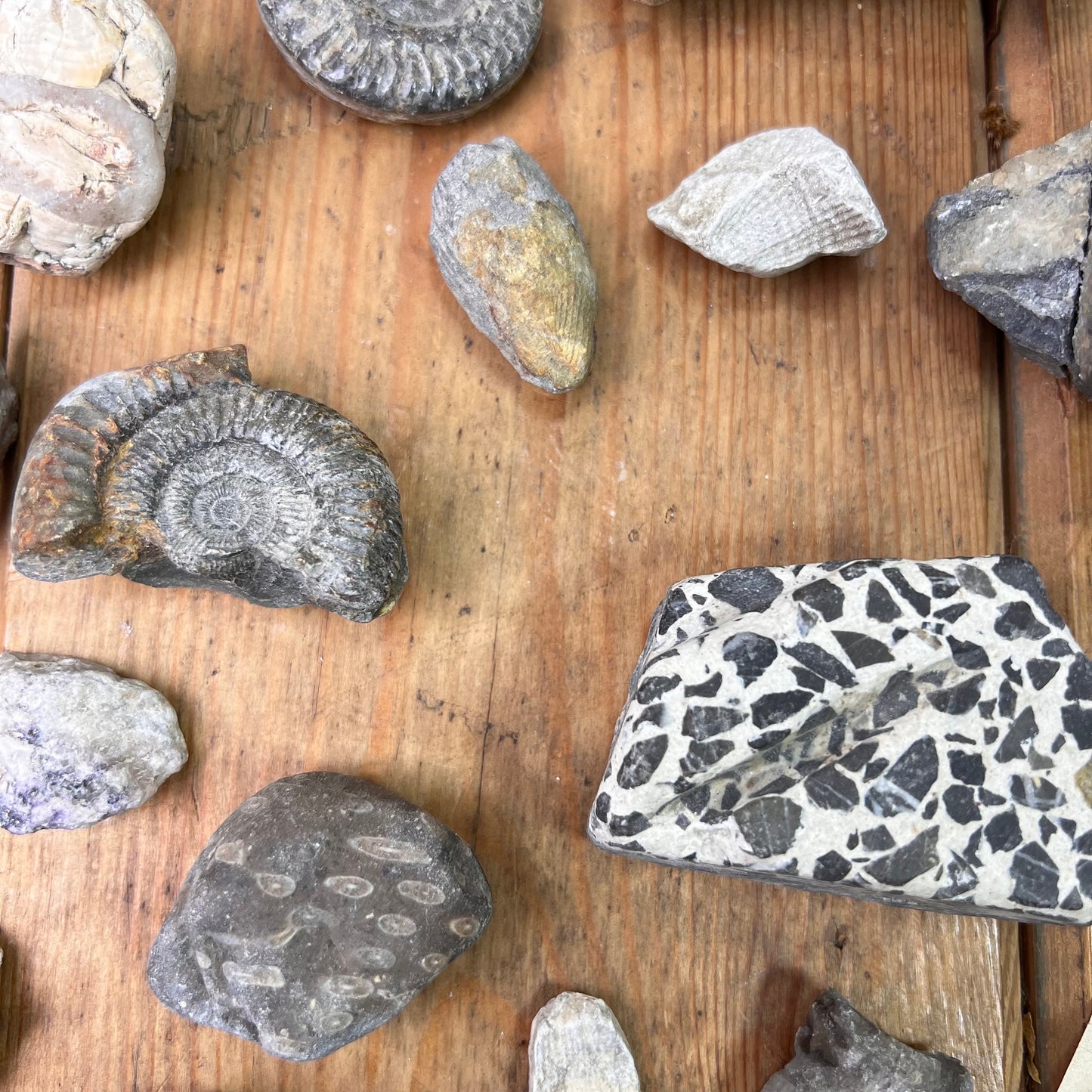 Antique Rocks & Fossil Private Collection