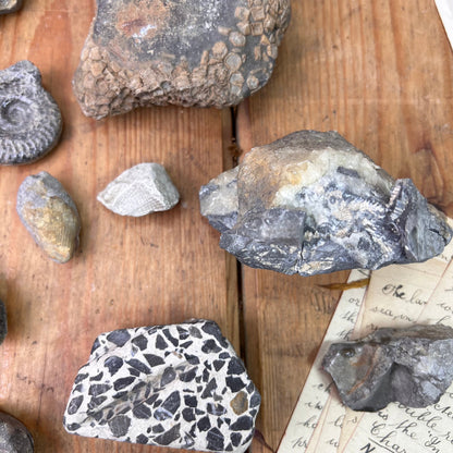 Antique Rocks & Fossil Private Collection