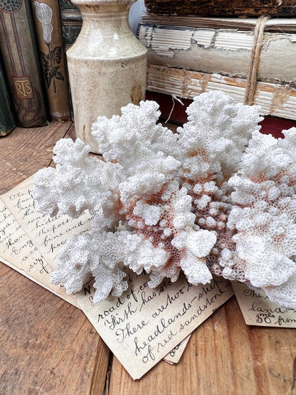 White Antique Sea Coral Specimen* - The Blind Mole