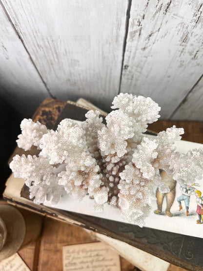 White Antique Sea Coral Specimen* - The Blind Mole