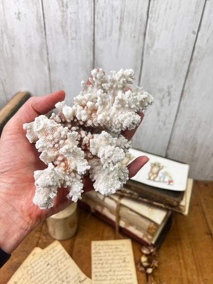 White Antique Sea Coral Specimen* - The Blind Mole