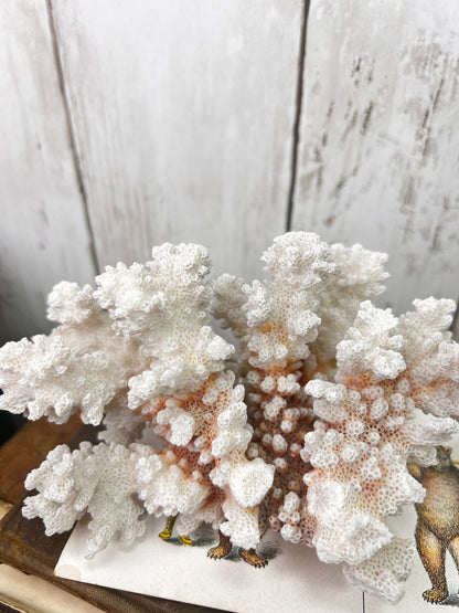 White Antique Sea Coral Specimen* - The Blind Mole