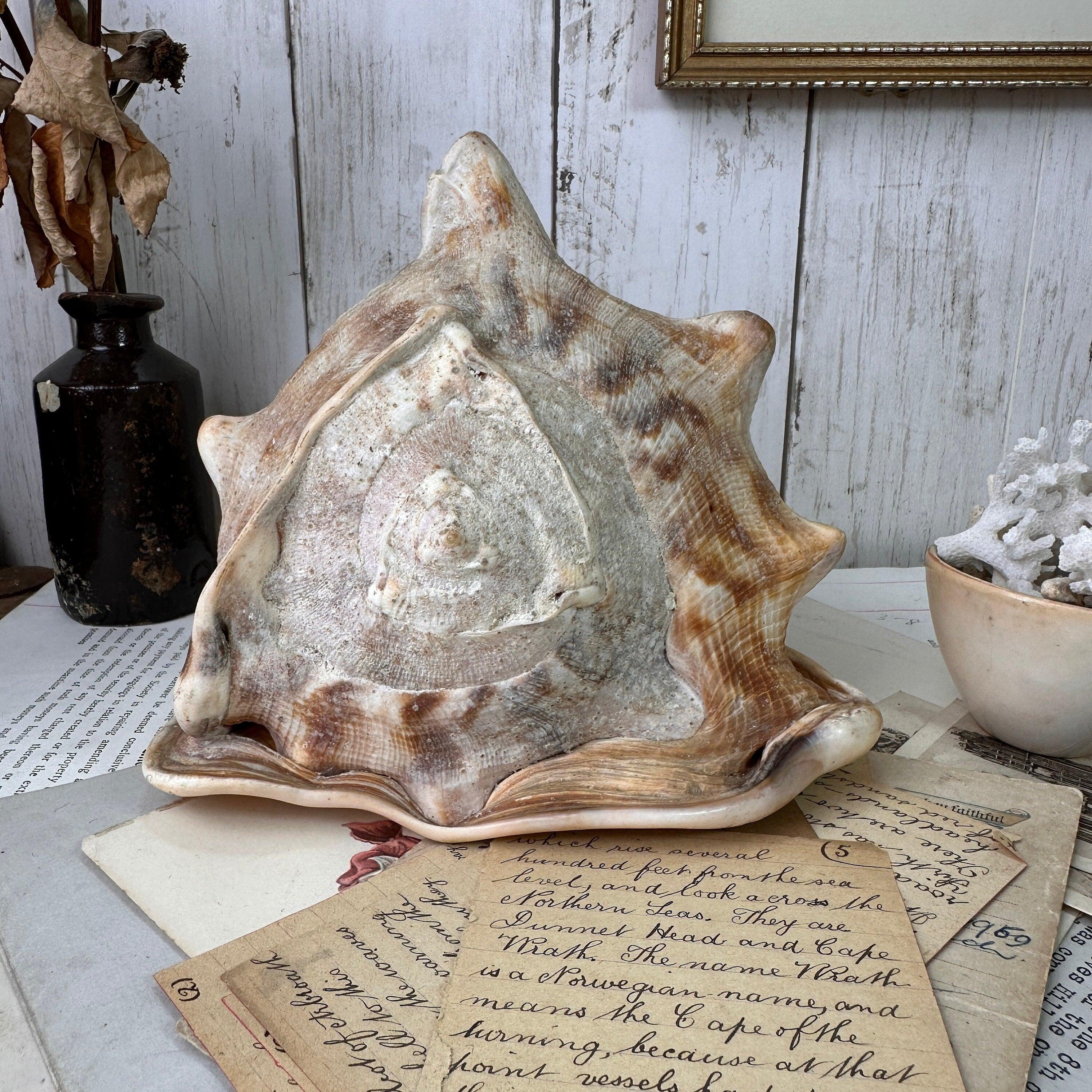 Antique Horned Queen Conch Shell – The Blind Mole