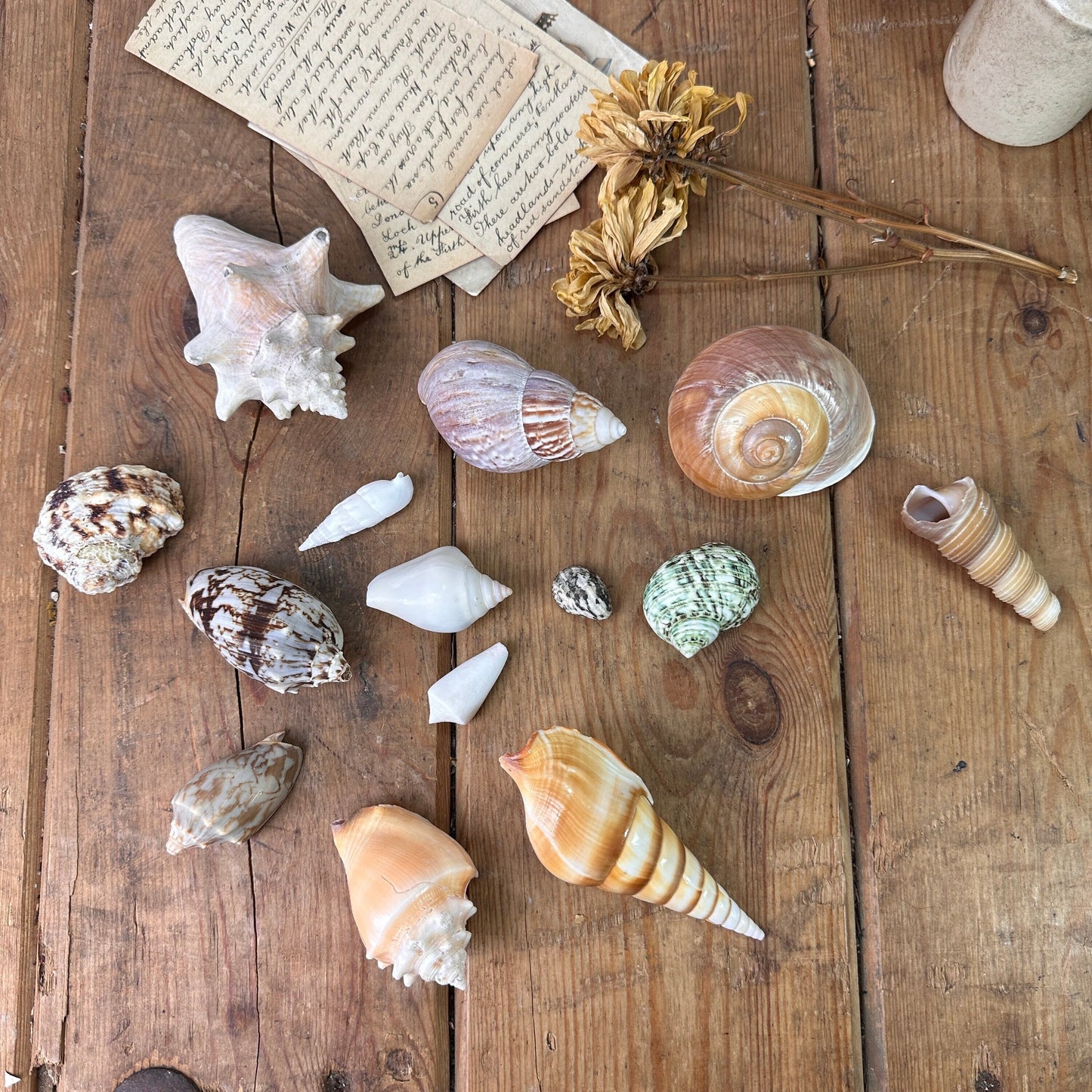 Collection of 14 Vintage Seashells Set Two