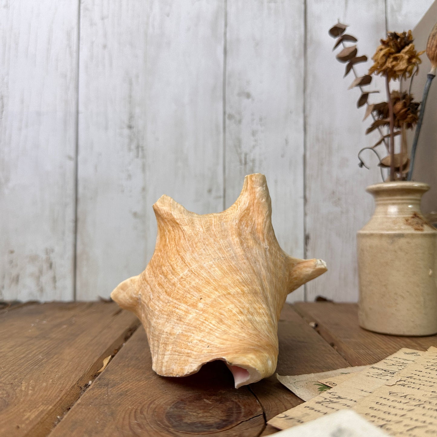 Antique Horned Queen Conch Pink Shell