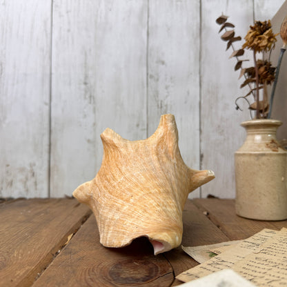 Antique Horned Queen Conch Pink Shell