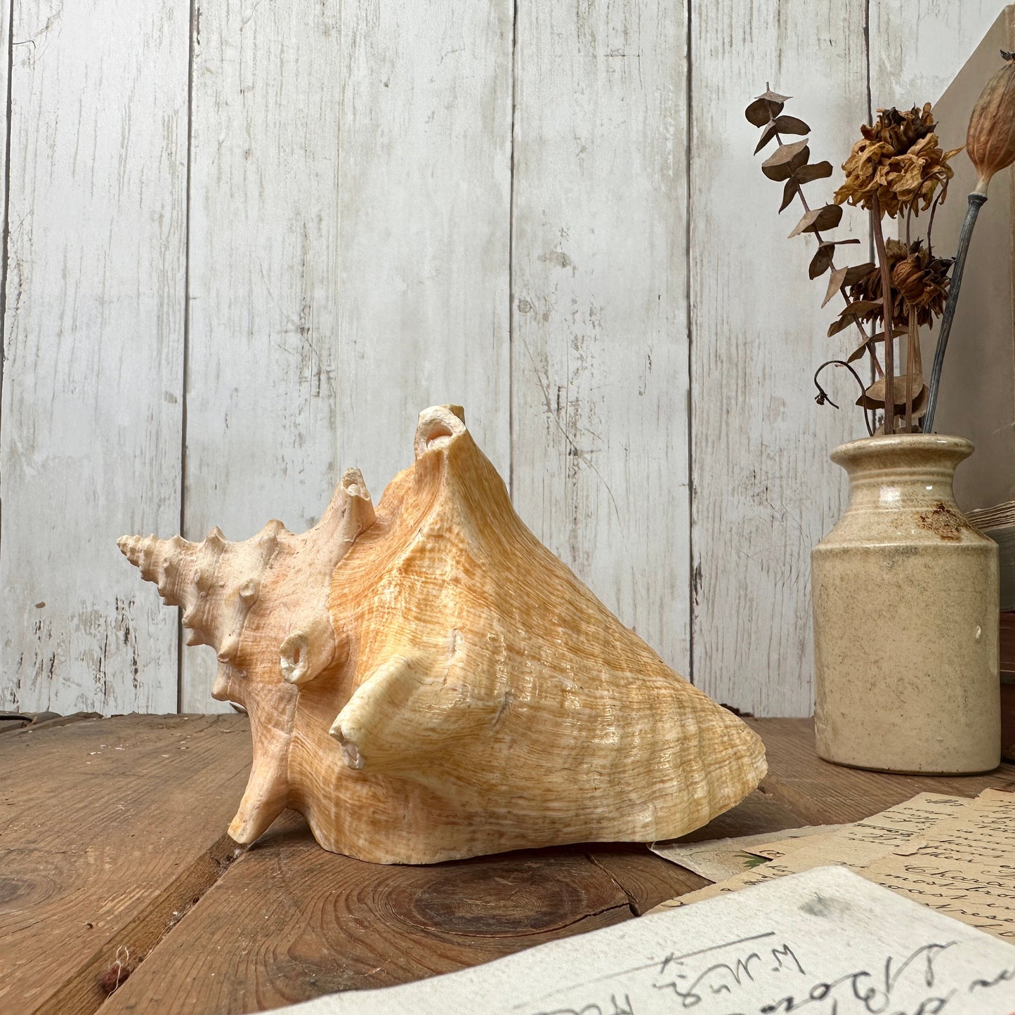 Antique Horned Queen Conch Pink Shell