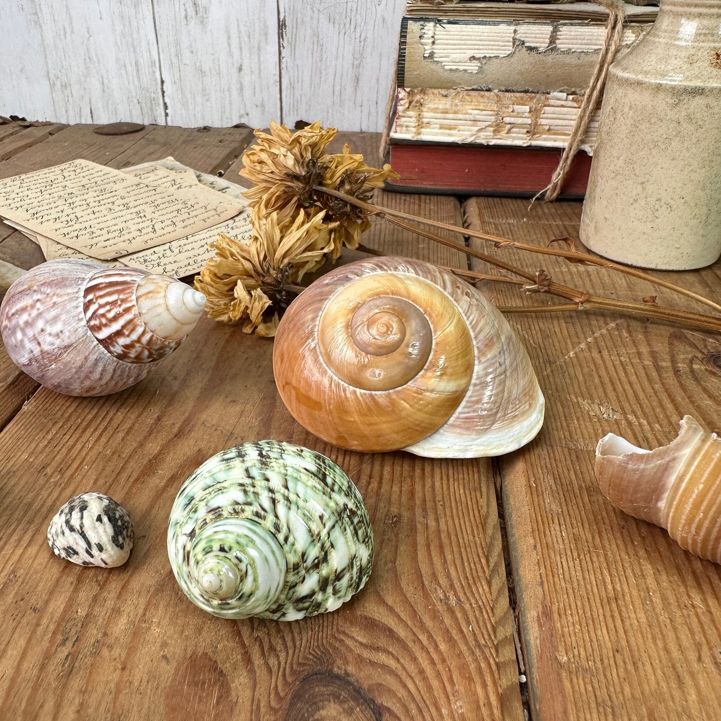 Collection of 14 Vintage Seashells Set Two