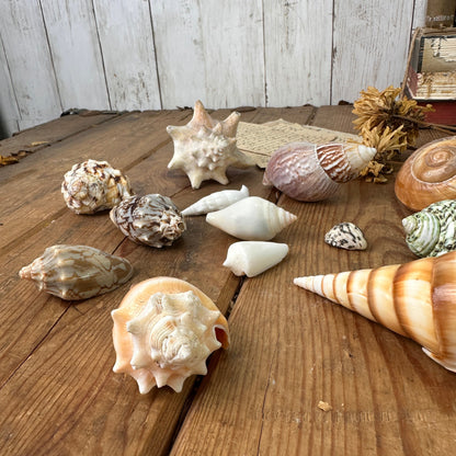 Collection of 14 Vintage Seashells Set Two