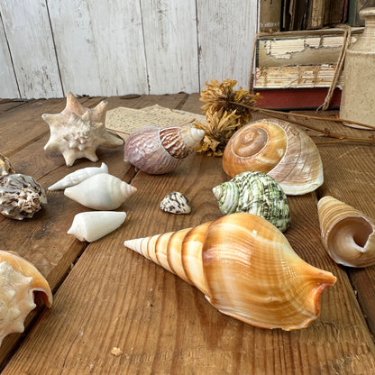 Collection of 14 Vintage Seashells Set Two