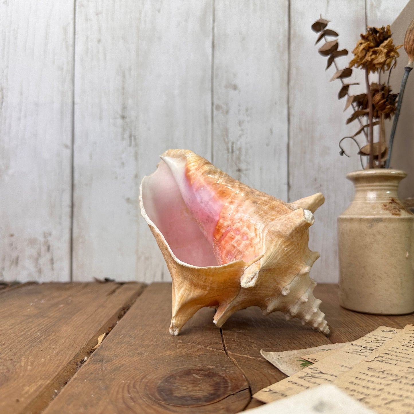 Antique Horned Queen Conch Pink Shell